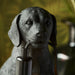 Endon 107365 Labrador Puppy Table Matt black 7W LED E14 (Required) - westbasedirect.com